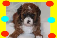 Ayaan, a male Maltipoo and Poodle - Toy  for sale in Vallejo, CA – Photo 1 of 3