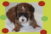 Ayaan, a male Maltipoo and Poodle - Toy  for sale in Vallejo, CA – Photo 2 of 3