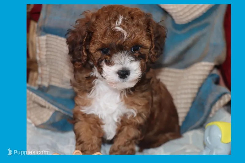 Ayaan – Maltipoo, Poodle - Toy  puppy for sale in Vallejo, CA