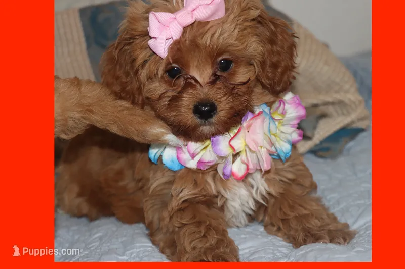 Sofia – Maltipoo, Poodle - Toy  puppy for sale in Vallejo, CA