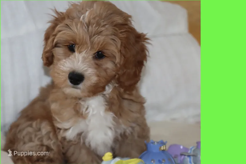 Peluche – Maltipoo, Poodle - Toy  puppy for sale in Vallejo, CA