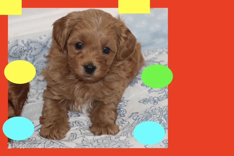 LION – Maltipoo, Poodle - Toy  puppy for sale in Vallejo, CA