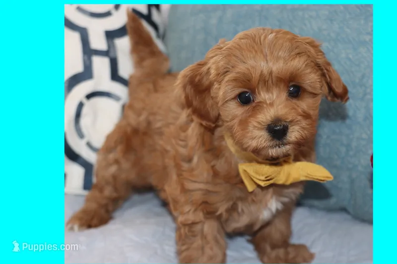 LION – Maltipoo, Poodle - Toy  puppy for sale in Vallejo, CA