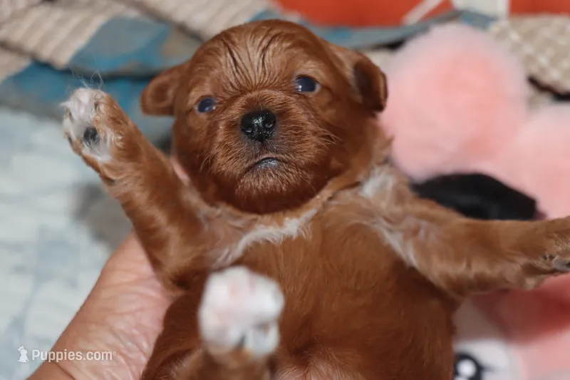 Toy Red Maltipoo – Maltipoo, Poodle - Toy  puppy for sale in Vallejo, CA