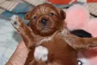 Toy Red Maltipoo, a female Maltipoo and Poodle - Toy  for sale in Vallejo, CA – 1 of 3