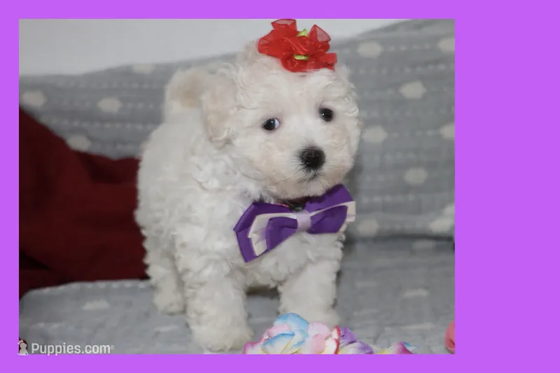 LUNA – Maltipoo, Poodle - Toy  puppy for sale in Vallejo, CA