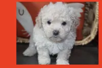 Maxie, a male Maltipoo and Poodle - Toy  for sale in Vallejo, CA – 2 of 3