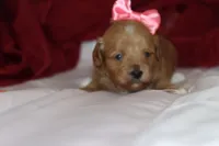 TIFANI, a female Maltipoo and Poodle - Toy  for sale in Vallejo, CA – 3 of 3