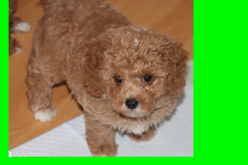SKY – Maltipoo, Poodle - Toy  puppy for sale in Vallejo, CA