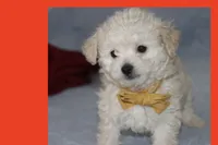 Toy Maltipoo , a male Maltipoo and Poodle - Toy  for sale in Vallejo, CA – 1 of 4