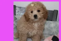 Vicky, a female Poodle - Toy  and Maltipom for sale in Vallejo, CA – 1 of 4