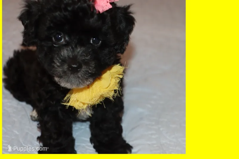 MIRACLE – Maltipoo, Poodle - Toy  puppy for sale in Vallejo, CA