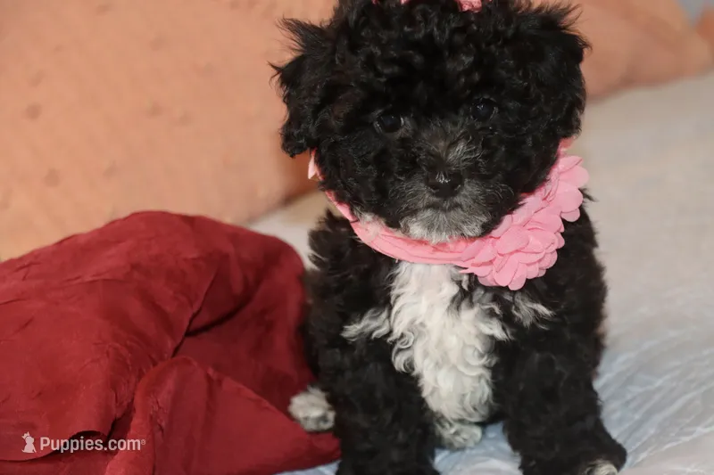 LALA – Maltipoo, Poodle - Toy  puppy for sale in Vallejo, CA