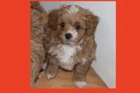 Aduien, a male Maltipoo and Poodle - Toy  for sale in Vallejo, CA – 2 of 3