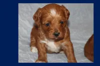 TIGRE, a male Maltipoo and Poodle - Toy  for sale in Vallejo, CA – 2 of 3