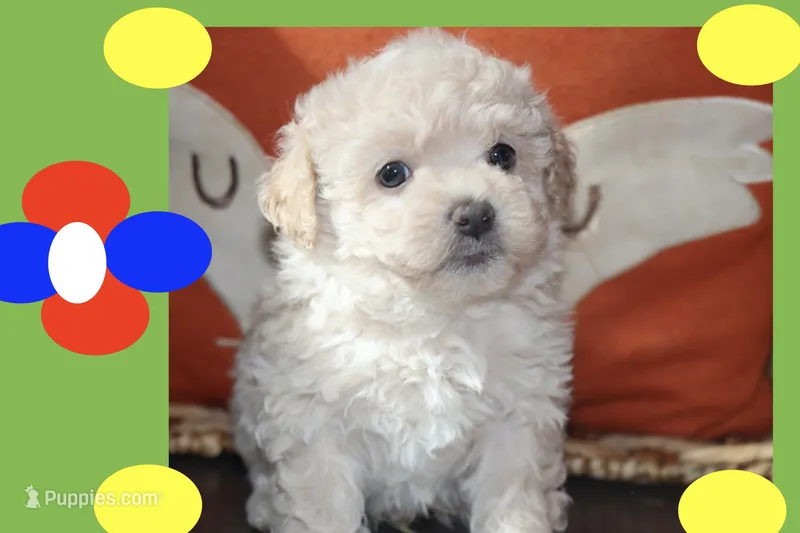 Maxie – Maltipoo, Poodle - Toy  puppy for sale in Vallejo, CA