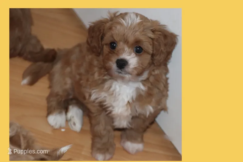 Aduien – Maltipoo, Poodle - Toy  puppy for sale in Vallejo, CA