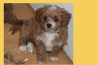 Aduien, a male Maltipoo and Poodle - Toy  for sale in Vallejo, CA – 1 of 3