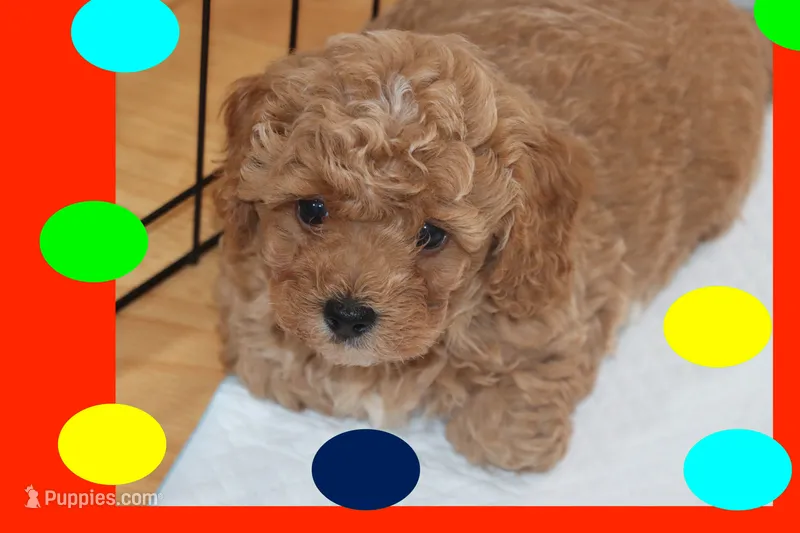 SKY – Maltipoo, Poodle - Toy  puppy for sale in Vallejo, CA