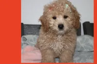 Vicky, a female Poodle - Toy  and Maltipom for sale in Vallejo, CA – 3 of 4