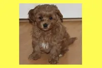 TINY RED TOY MALTIPOO, a male Maltipoo and Poodle - Toy  for sale in Vallejo, CA – 4 of 5