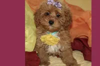 Sofia, a female Maltipoo and Poodle - Toy  for sale in Vallejo, CA – 2 of 4