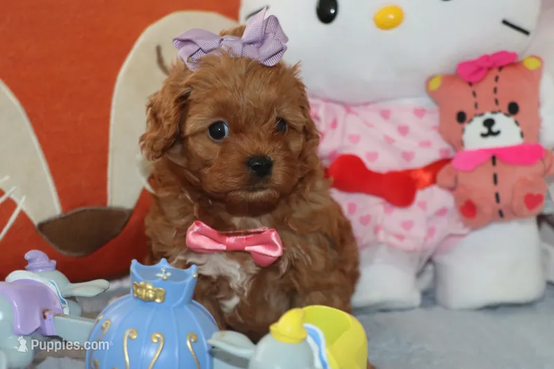 Toy Red Maltipoo – Maltipoo, Poodle - Toy  puppy for sale in Vallejo, CA