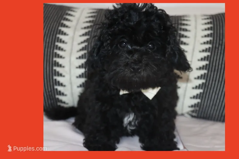 Toy Maltipoo  – Maltipoo, Poodle - Toy  puppy for sale in Vallejo, CA