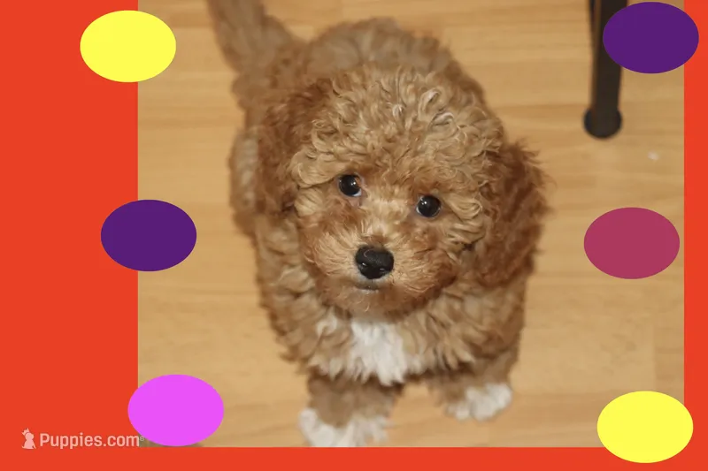 CAMI – Maltipoo, Poodle - Toy  puppy for sale in Vallejo, CA