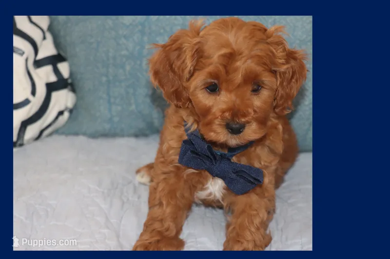 CINNAMON – Maltipoo, Poodle - Toy  puppy for sale in Vallejo, CA