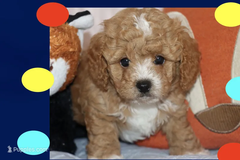 Red toy Maltipoo  – Maltipoo, Poodle - Toy  puppy for sale in Vallejo, CA