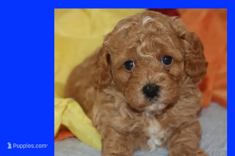 SKY – Maltipoo, Poodle - Toy  puppy for sale in Vallejo, CA