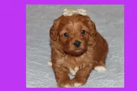ELITA, a female Maltipoo and Poodle - Toy  for sale in Vallejo, CA – 2 of 3