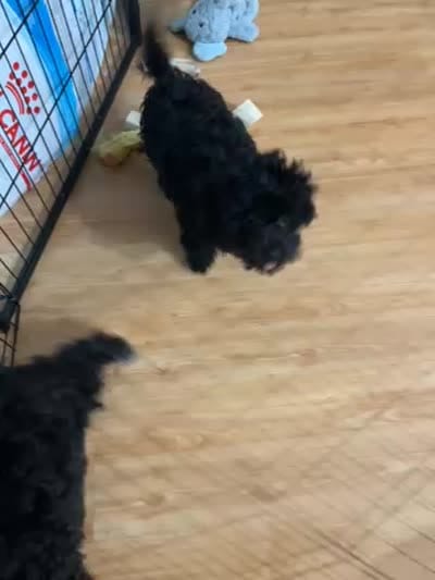 Toy Maltipoo , a male Maltipoo and Poodle - Toy  for sale in Vallejo, CA – 4 of 4