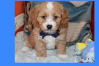Lion, a male Maltipoo and Poodle - Toy  for sale in Vallejo, CA – Photo 2 of 3