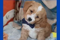 Lion, a male Maltipoo and Poodle - Toy  for sale in Vallejo, CA – Photo 3 of 3