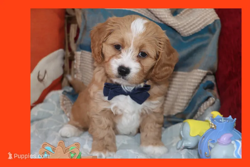 Lion – Maltipoo, Poodle - Toy  puppy for sale in Vallejo, CA