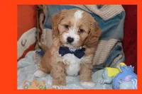 Lion, a male Maltipoo and Poodle - Toy  for sale in Vallejo, CA – Photo 1 of 3