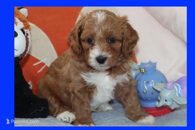 TIGRE – Maltipoo, Poodle - Toy  puppy for sale in Vallejo, CA