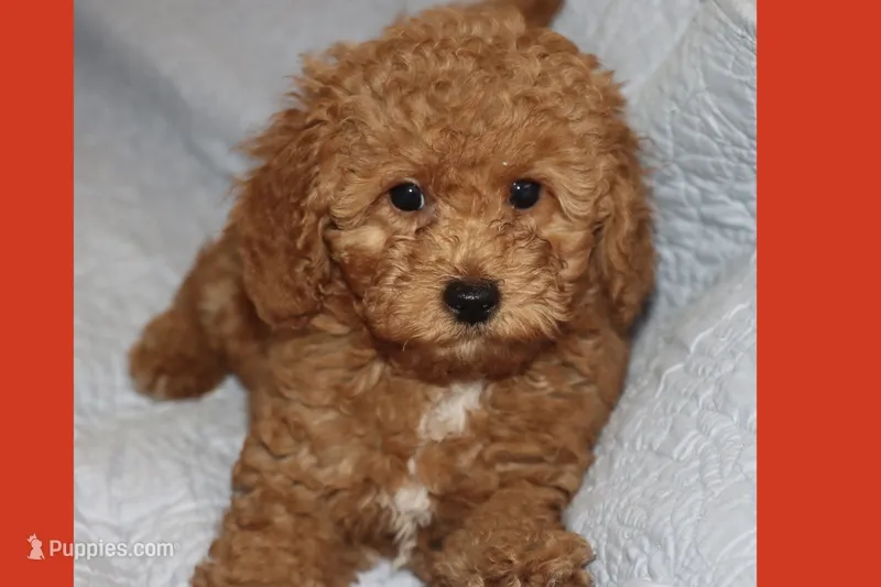 OSITO – Maltipoo, Poodle - Toy  puppy for sale in Vallejo, CA