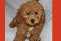 OSITO, a male Maltipoo and Poodle - Toy  for sale in Vallejo, CA – 1 of 4
