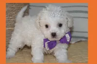 Luna, a female Maltipoo and Poodle - Toy  for sale in Vallejo, CA – Photo 3 of 3