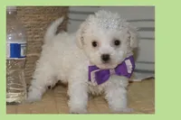 Luna, a female Maltipoo and Poodle - Toy  for sale in Vallejo, CA – Photo 2 of 3