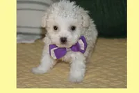 Luna, a female Maltipoo and Poodle - Toy  for sale in Vallejo, CA – Photo 1 of 3