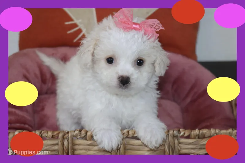 Luna – Maltipoo, Poodle - Toy  puppy for sale in Vallejo, CA
