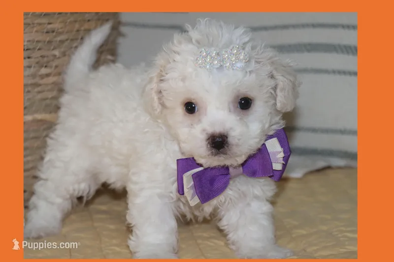 Luna – Maltipoo, Poodle - Toy  puppy for sale in Vallejo, CA