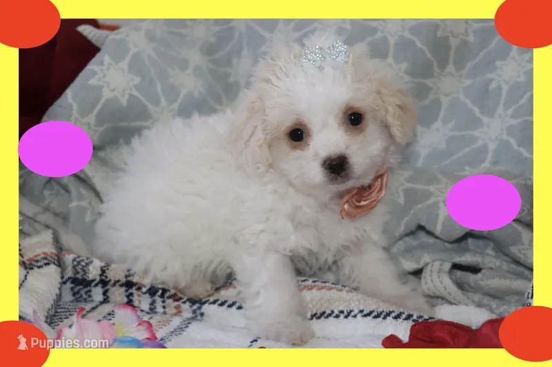 Luna – Maltipoo, Poodle - Toy  puppy for sale in Vallejo, CA