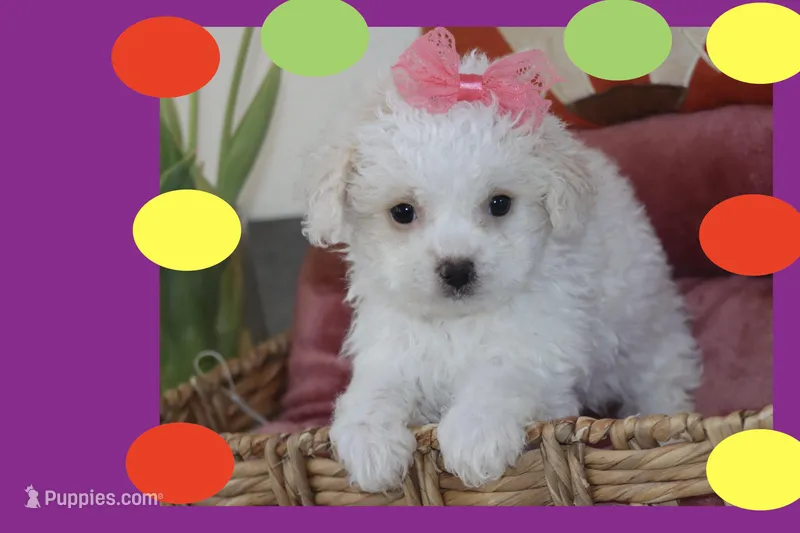 Luna – Maltipoo, Poodle - Toy  puppy for sale in Vallejo, CA