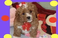 ANYA, a female Maltipoo and Poodle - Toy  for sale in Vallejo, CA – 2 of 3