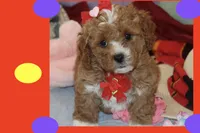 ANYA, a female Maltipoo and Poodle - Toy  for sale in Vallejo, CA – 3 of 3